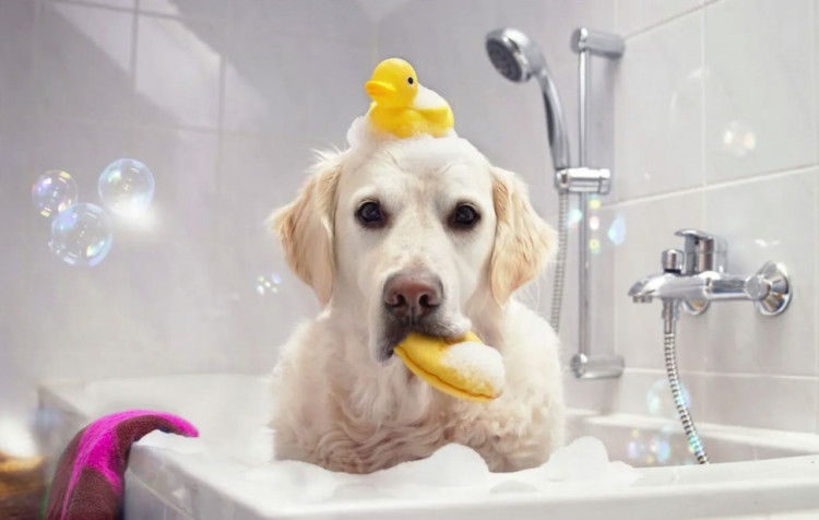 Dctr.Go Шампунь-бальзам для животных Sнampoo Therapy "Мультиуход" 1000 ml в Тамбове